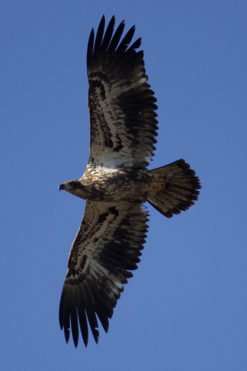 Bald Eagle - ML628784877