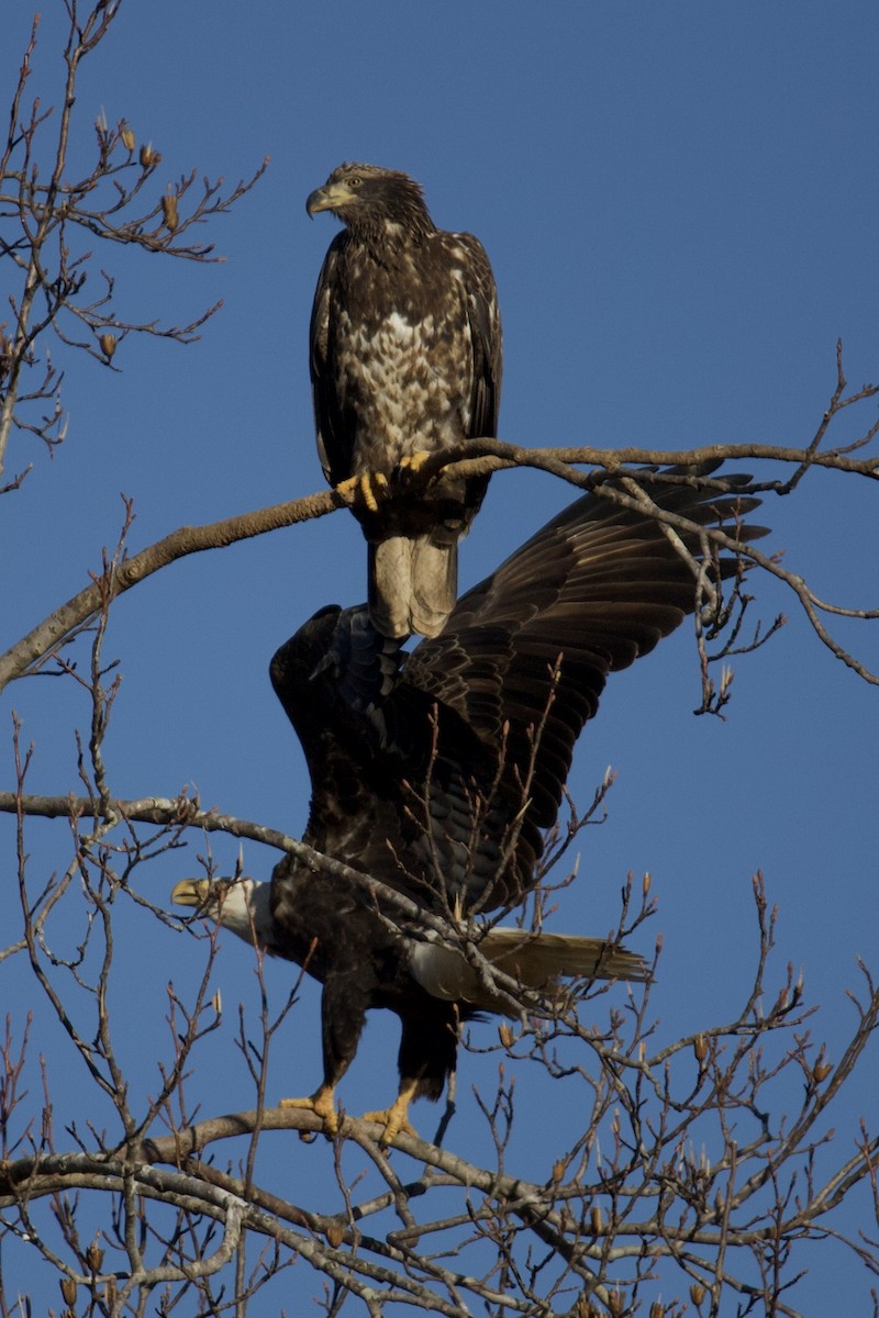 Bald Eagle - ML628784879