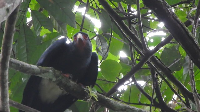 Red-throated Caracara - ML628784941