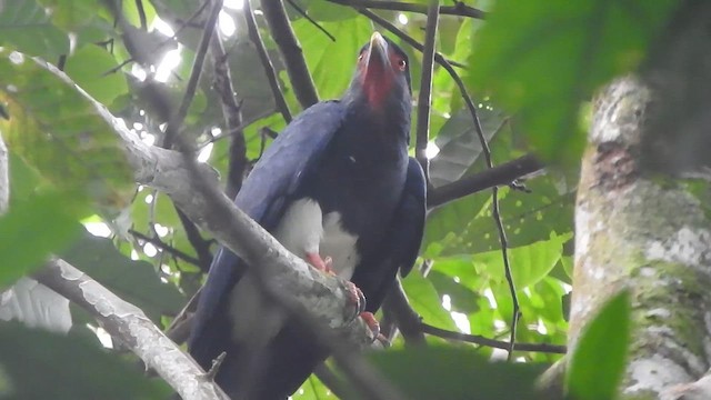 Red-throated Caracara - ML628784954
