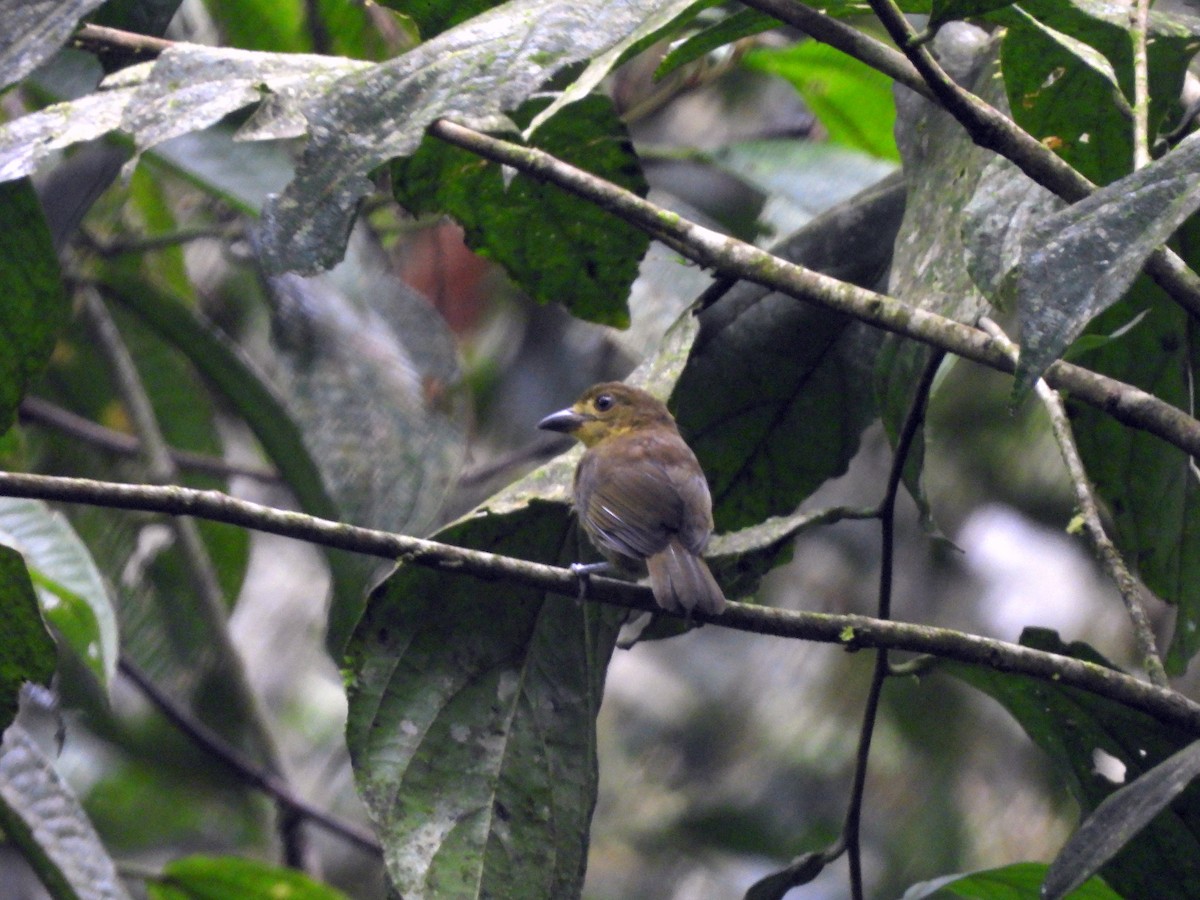 Yellow-lored Tanager - ML628785217