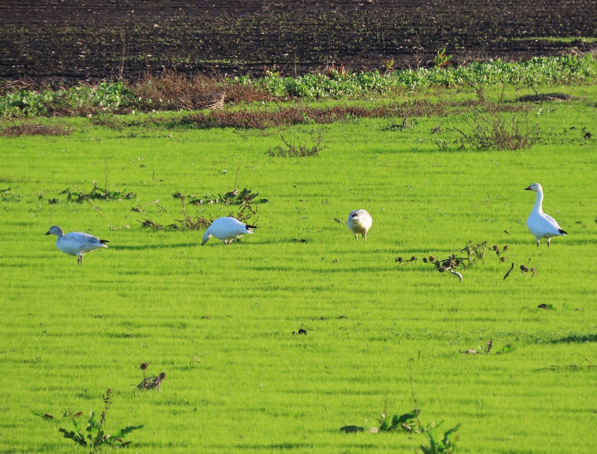Snow Goose - ML628785501