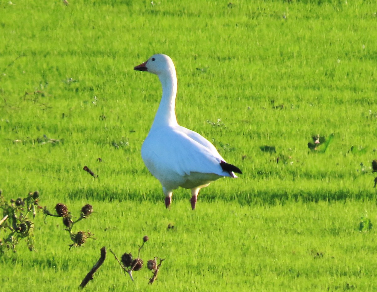 Snow Goose - ML628785512
