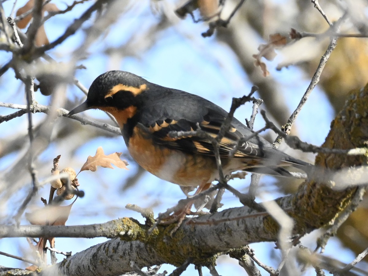 Varied Thrush - ML628785541