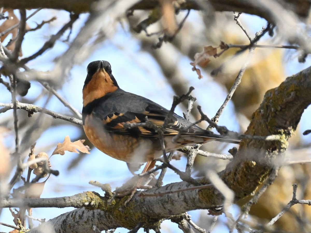 Varied Thrush - ML628785542