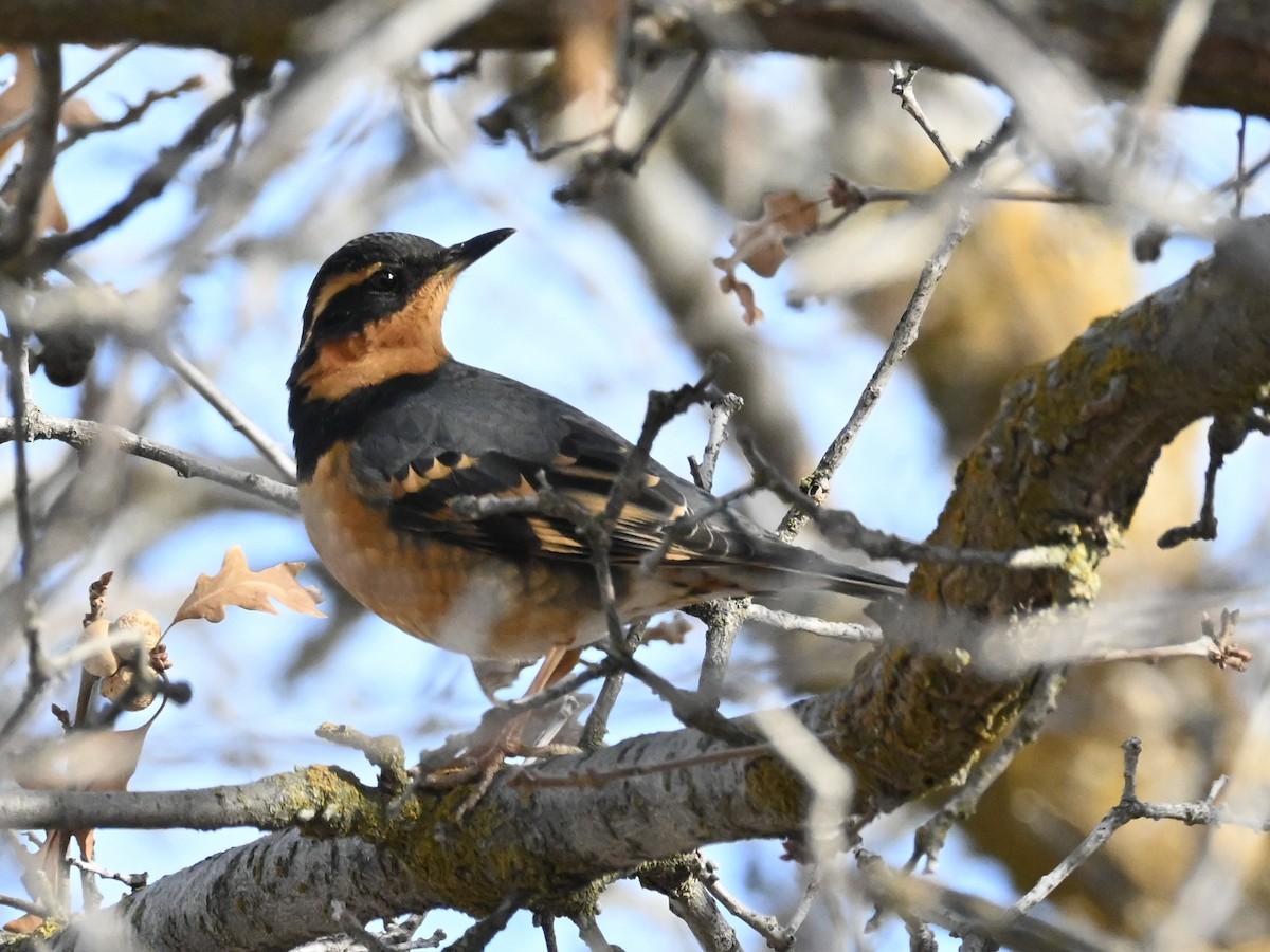 Varied Thrush - ML628785543