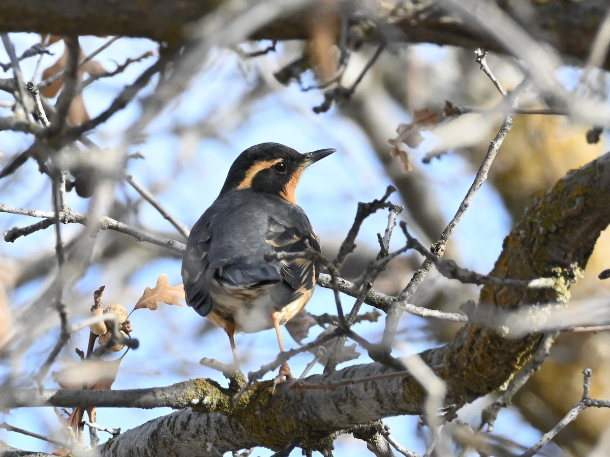 Varied Thrush - ML628785544