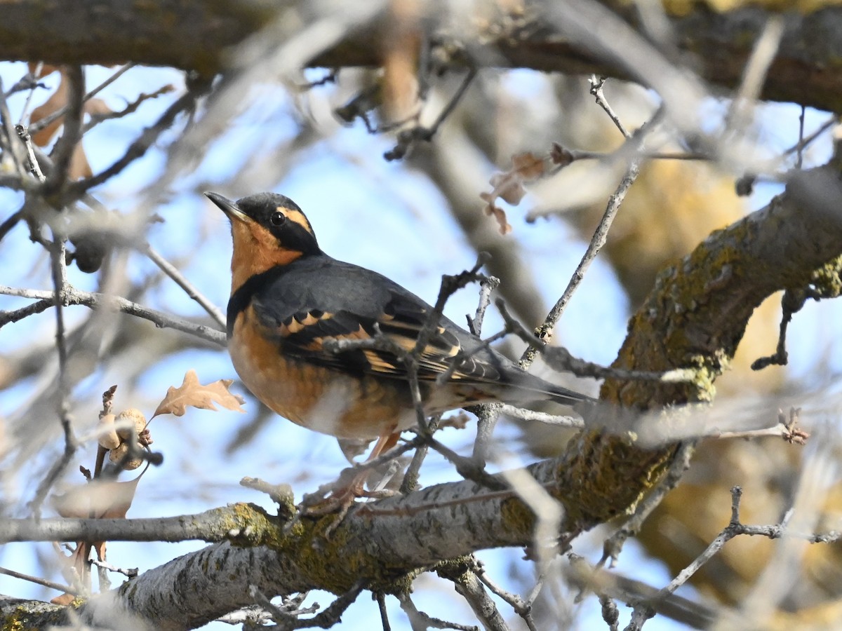 Varied Thrush - ML628785545