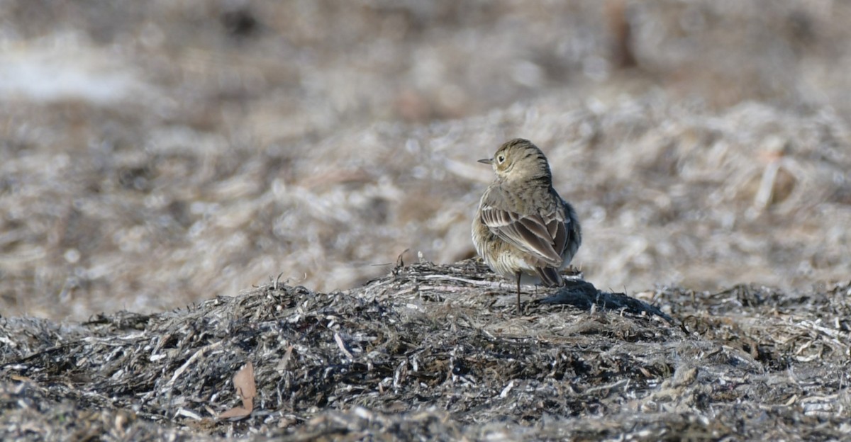 American Pipit - ML628785560