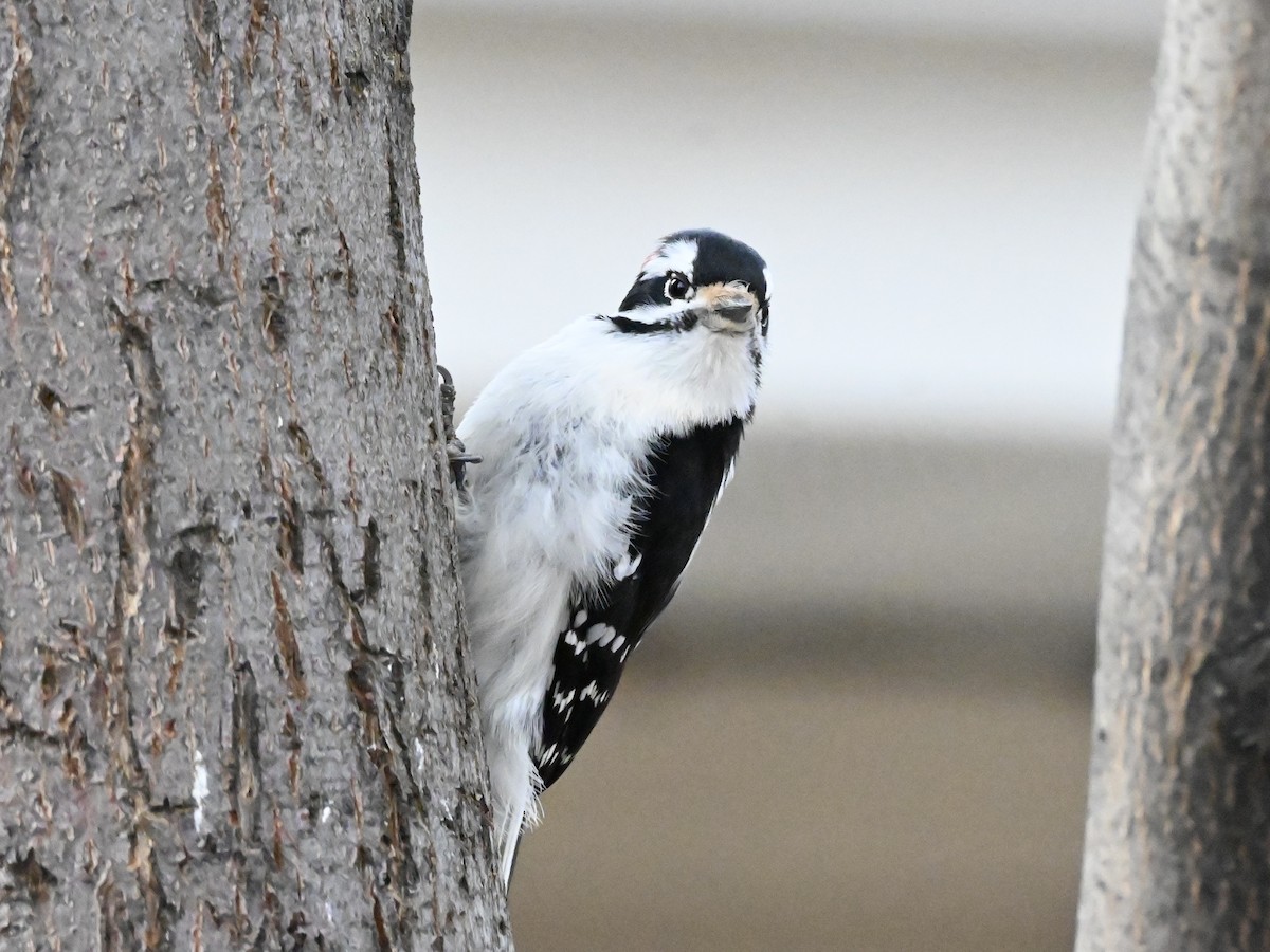 Downy Woodpecker - ML628785563