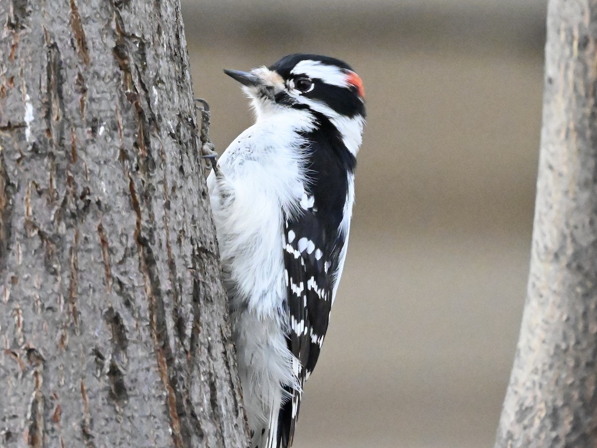 Downy Woodpecker - ML628785564
