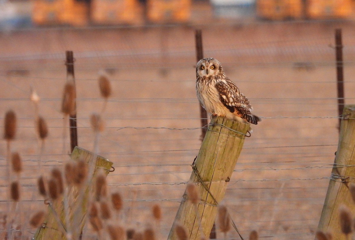 Short-eared Owl - Callum Nixon-Holmes
