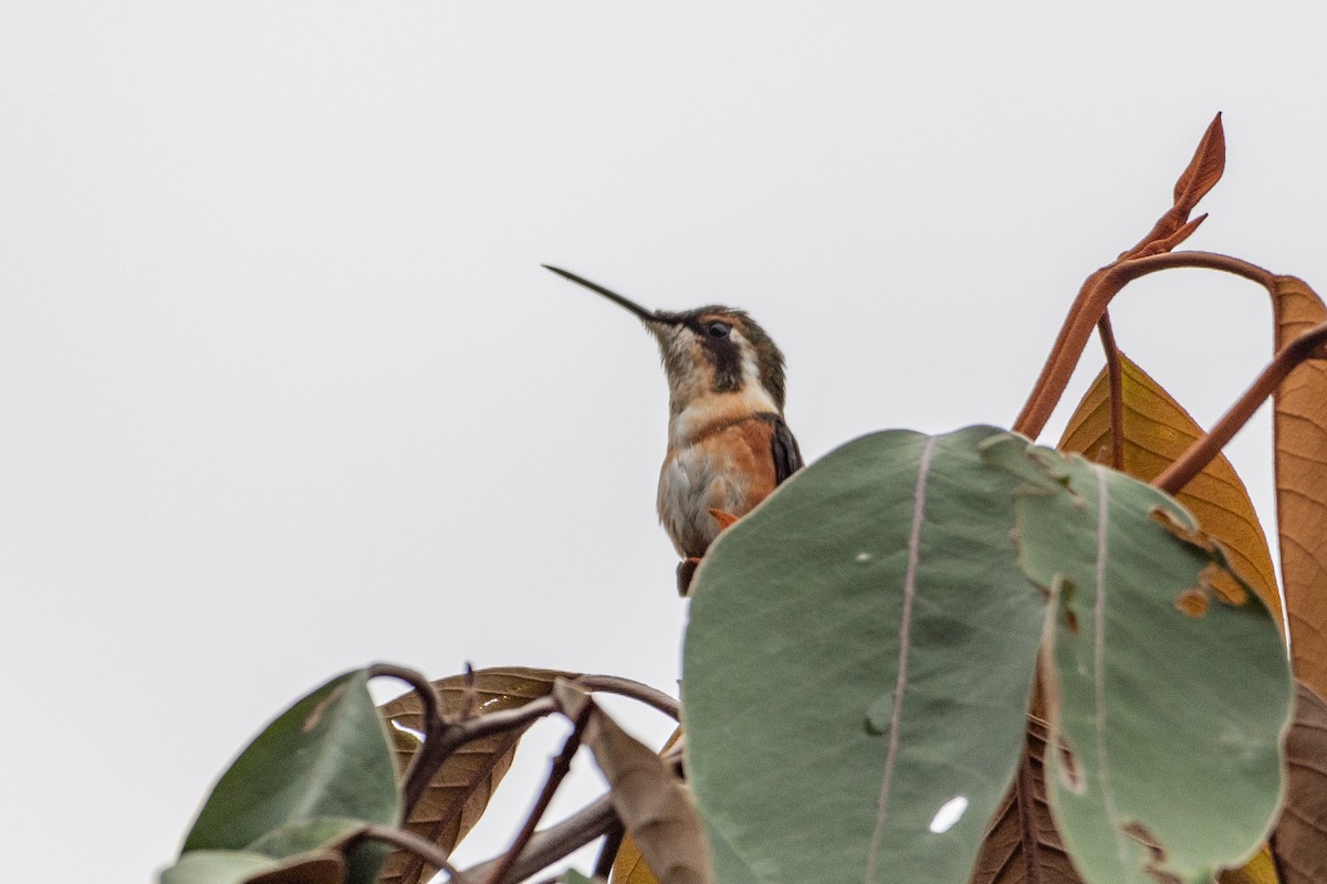 White-bellied Woodstar - ML628785851