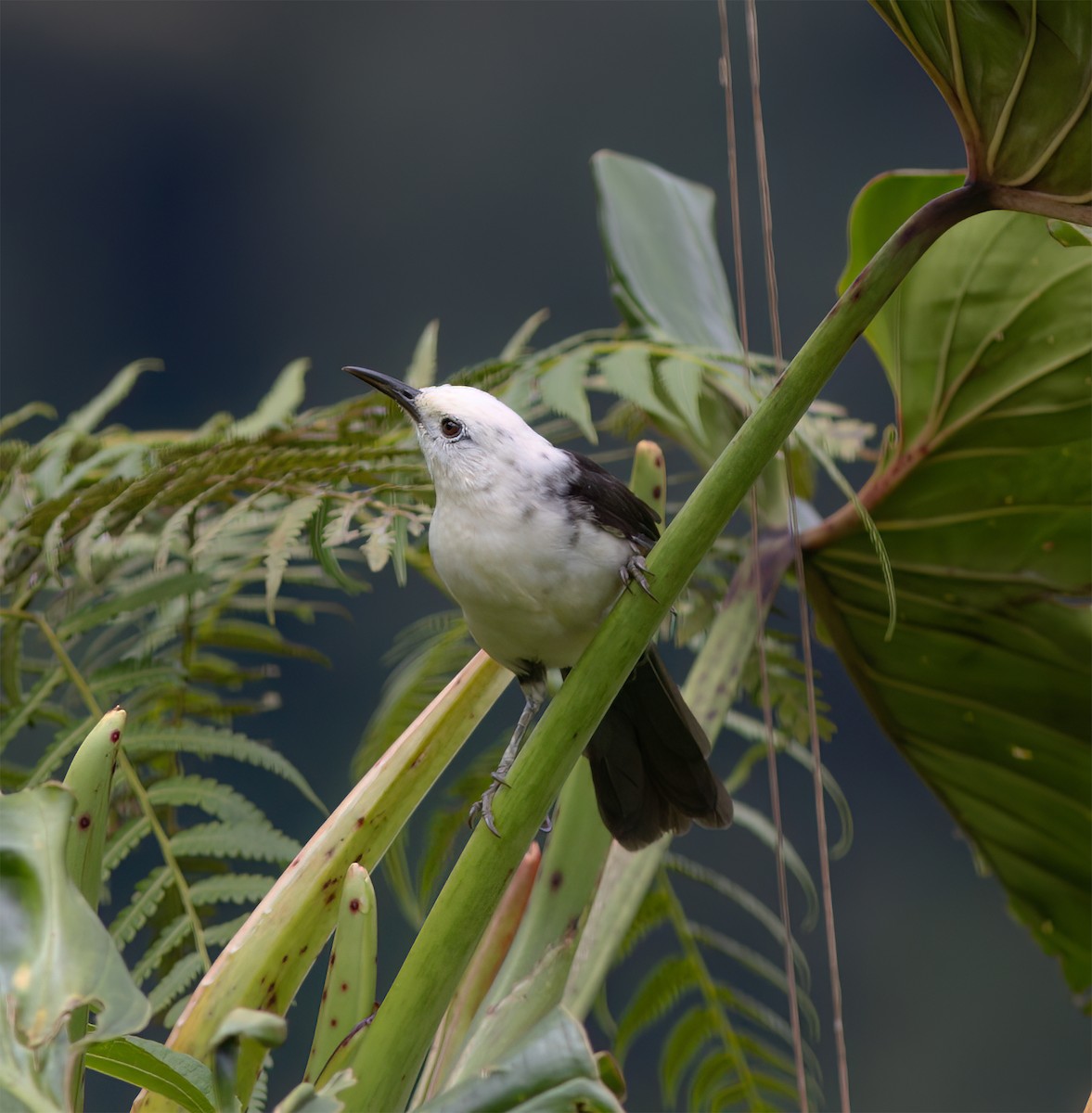 White-headed Wren - ML628785880