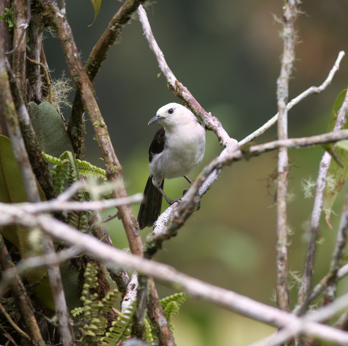 White-headed Wren - ML628785883