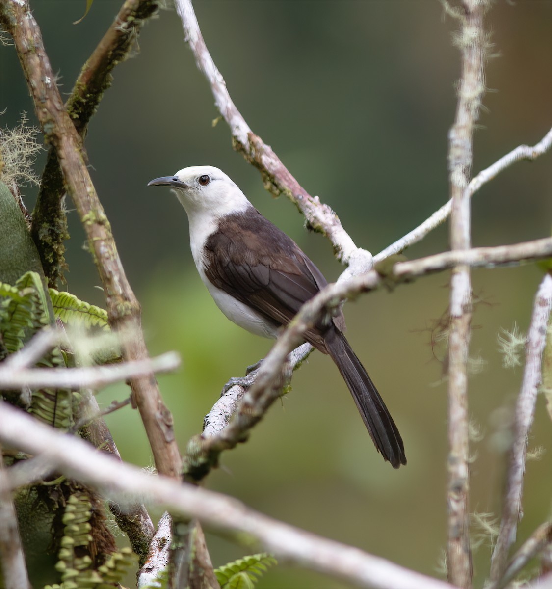 White-headed Wren - ML628785884