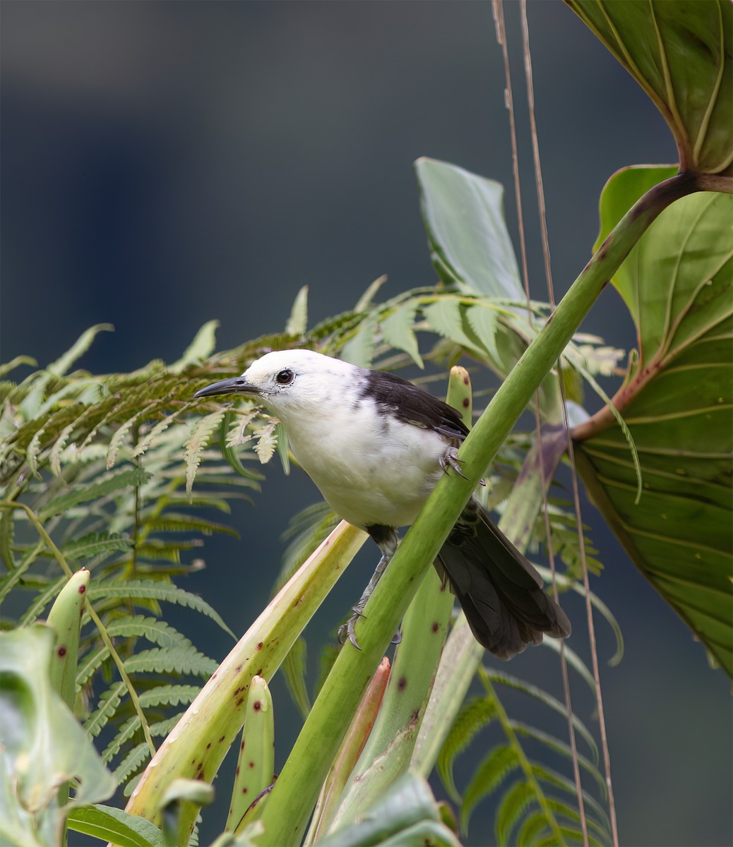 White-headed Wren - ML628785886