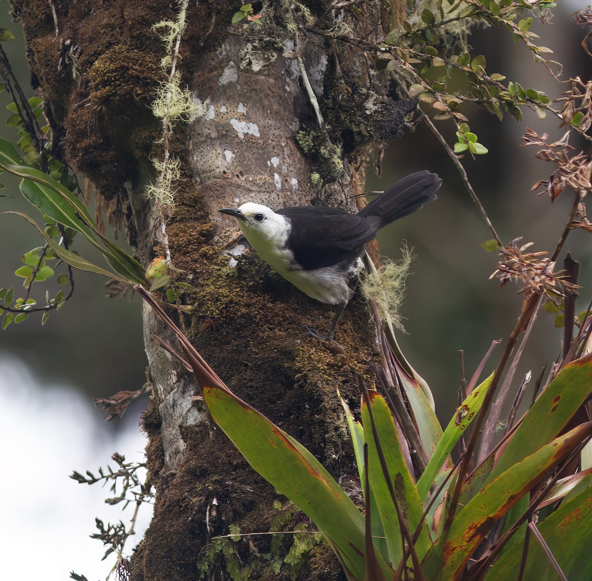 White-headed Wren - ML628785887