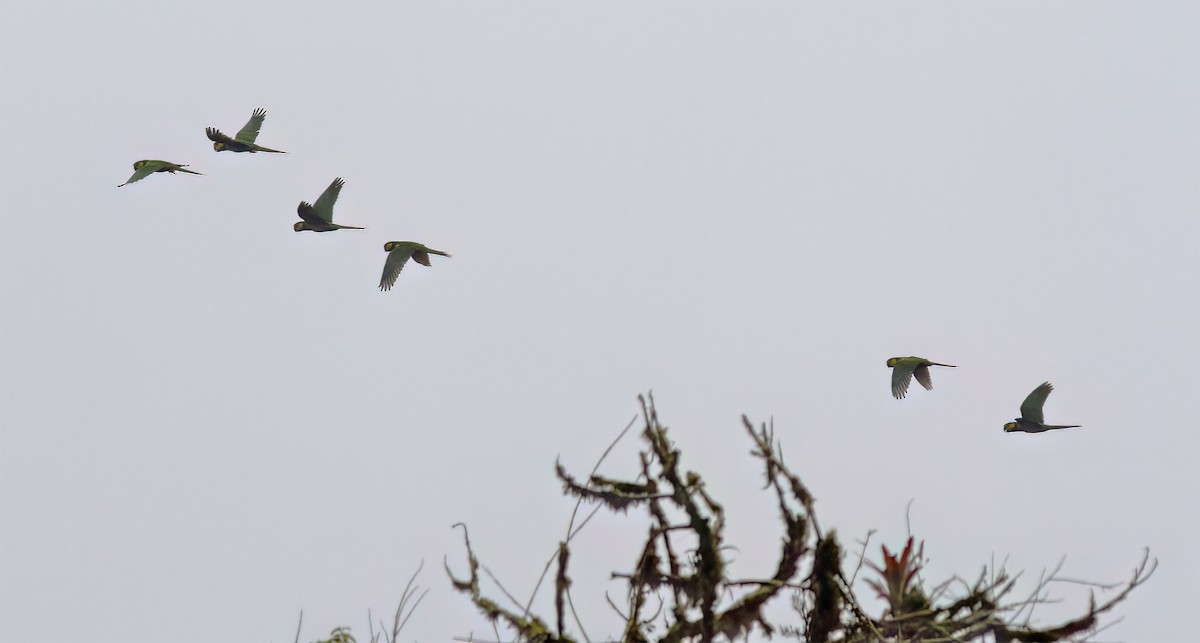 Yellow-eared Parrot - ML628785899