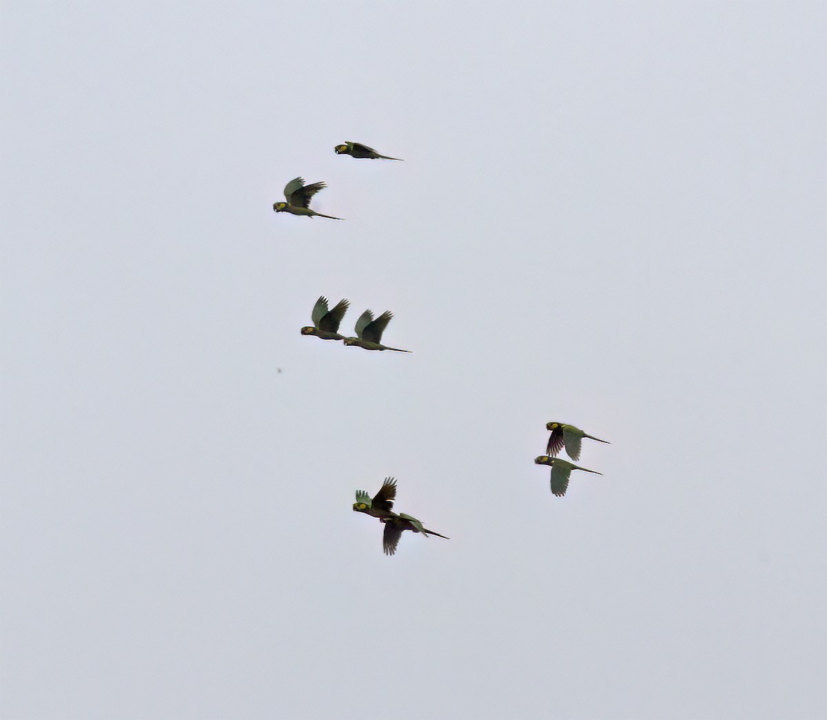 Yellow-eared Parrot - ML628785900