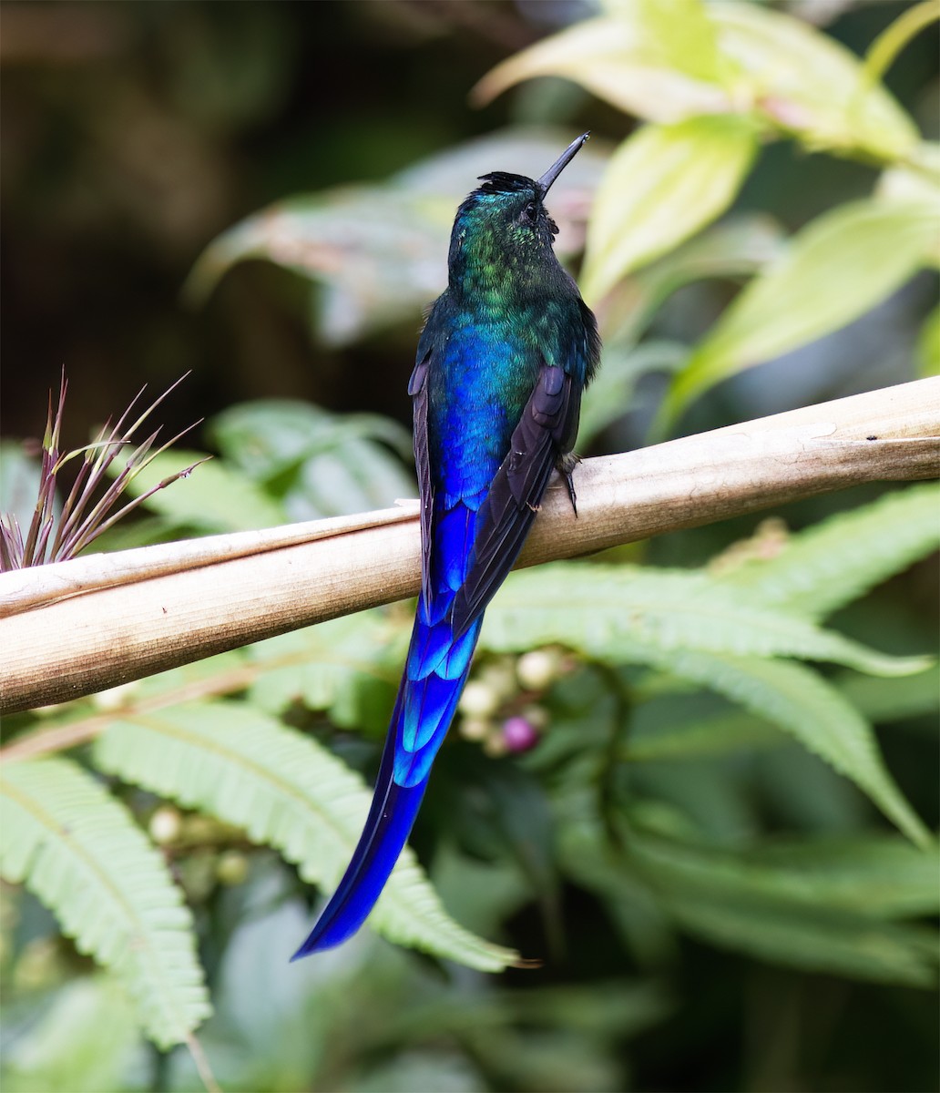 Violet-tailed Sylph - ML628785931