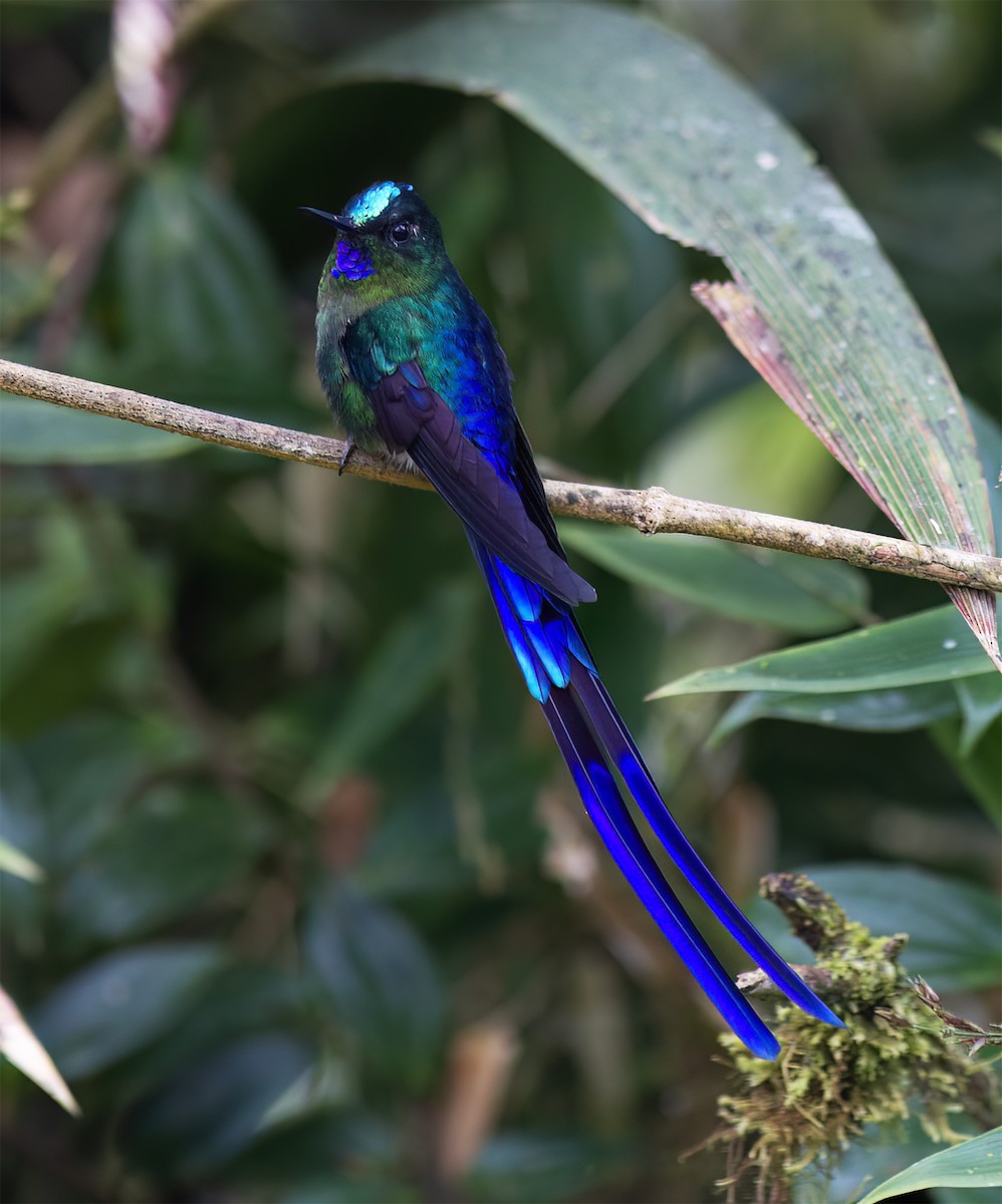 Violet-tailed Sylph - ML628785932