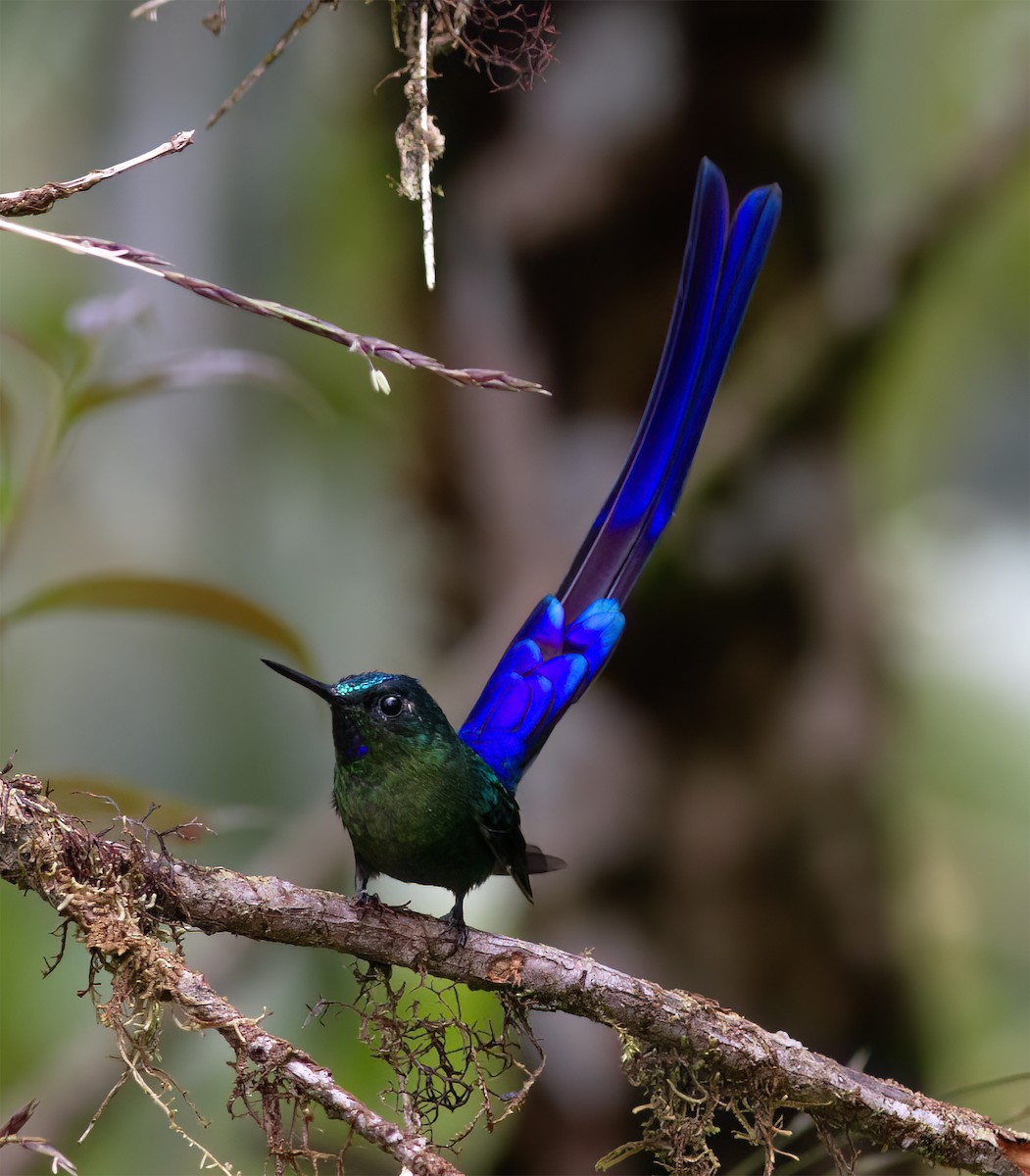 Violet-tailed Sylph - ML628785933