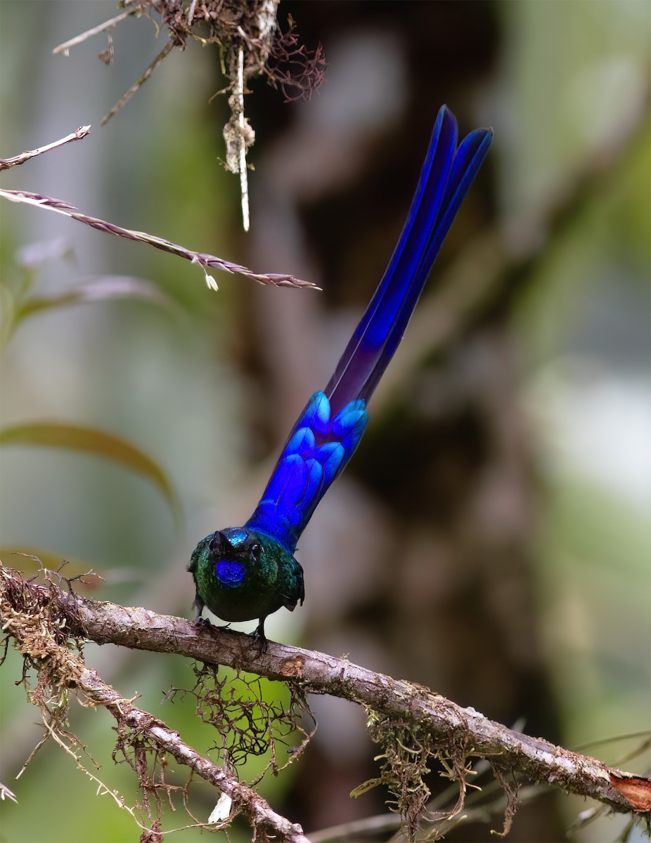 Violet-tailed Sylph - ML628785934