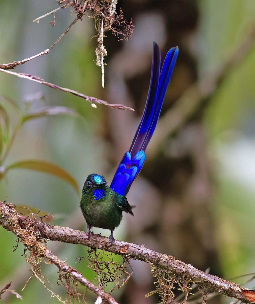 Violet-tailed Sylph - ML628785935