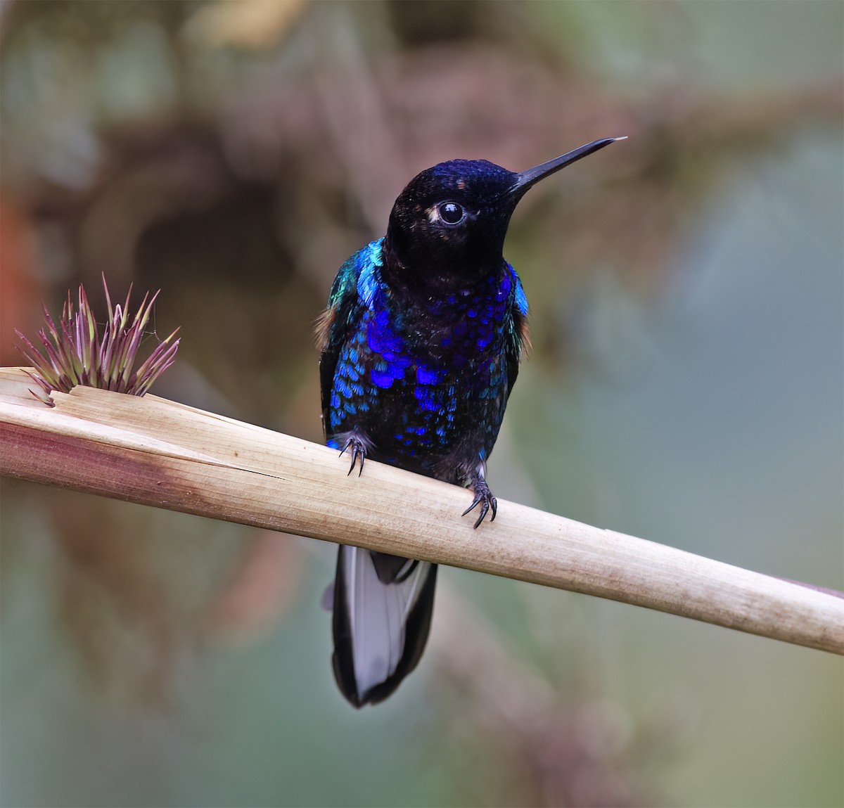 Velvet-purple Coronet - ML628785946