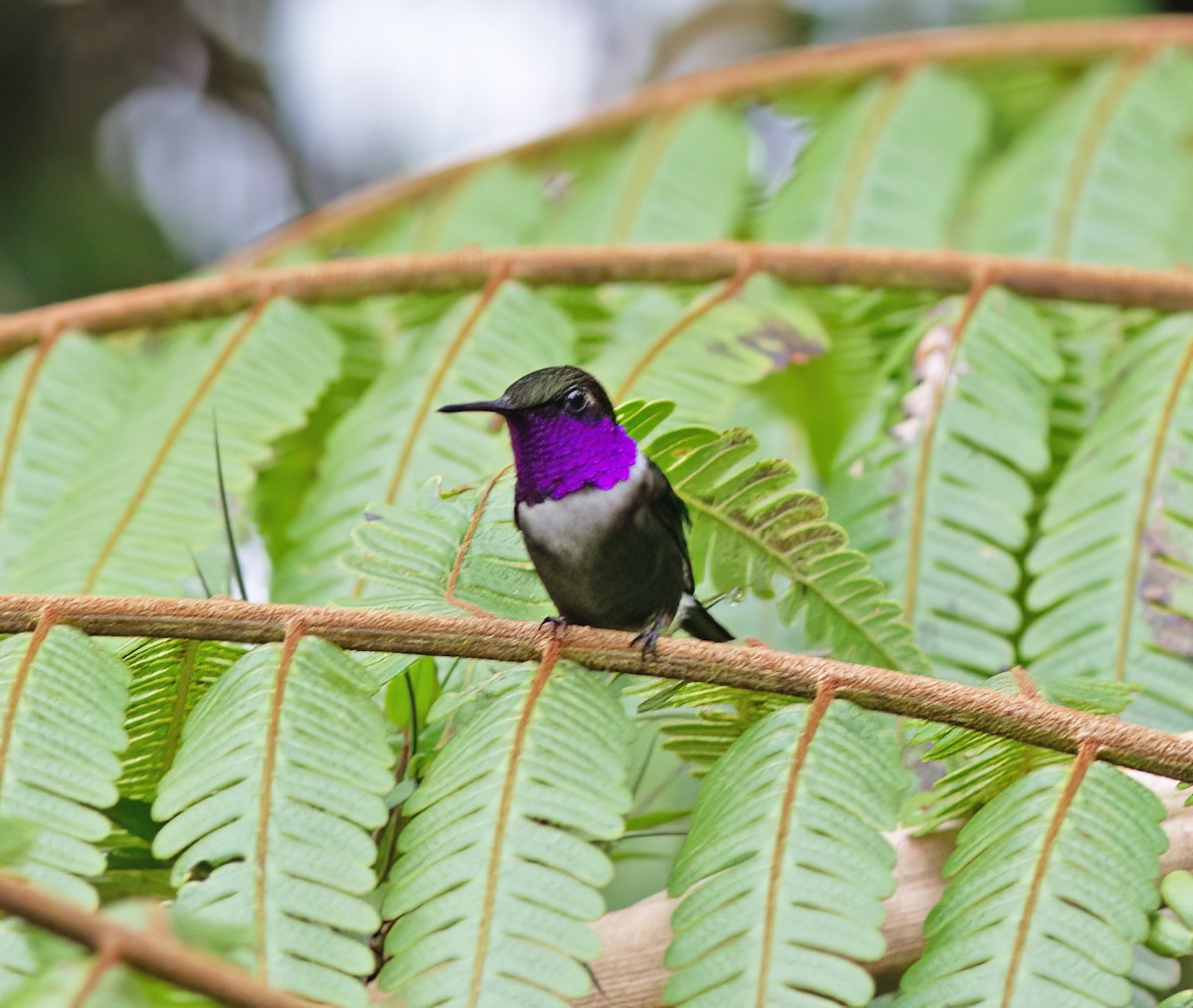 Purple-throated Woodstar - ML628785975