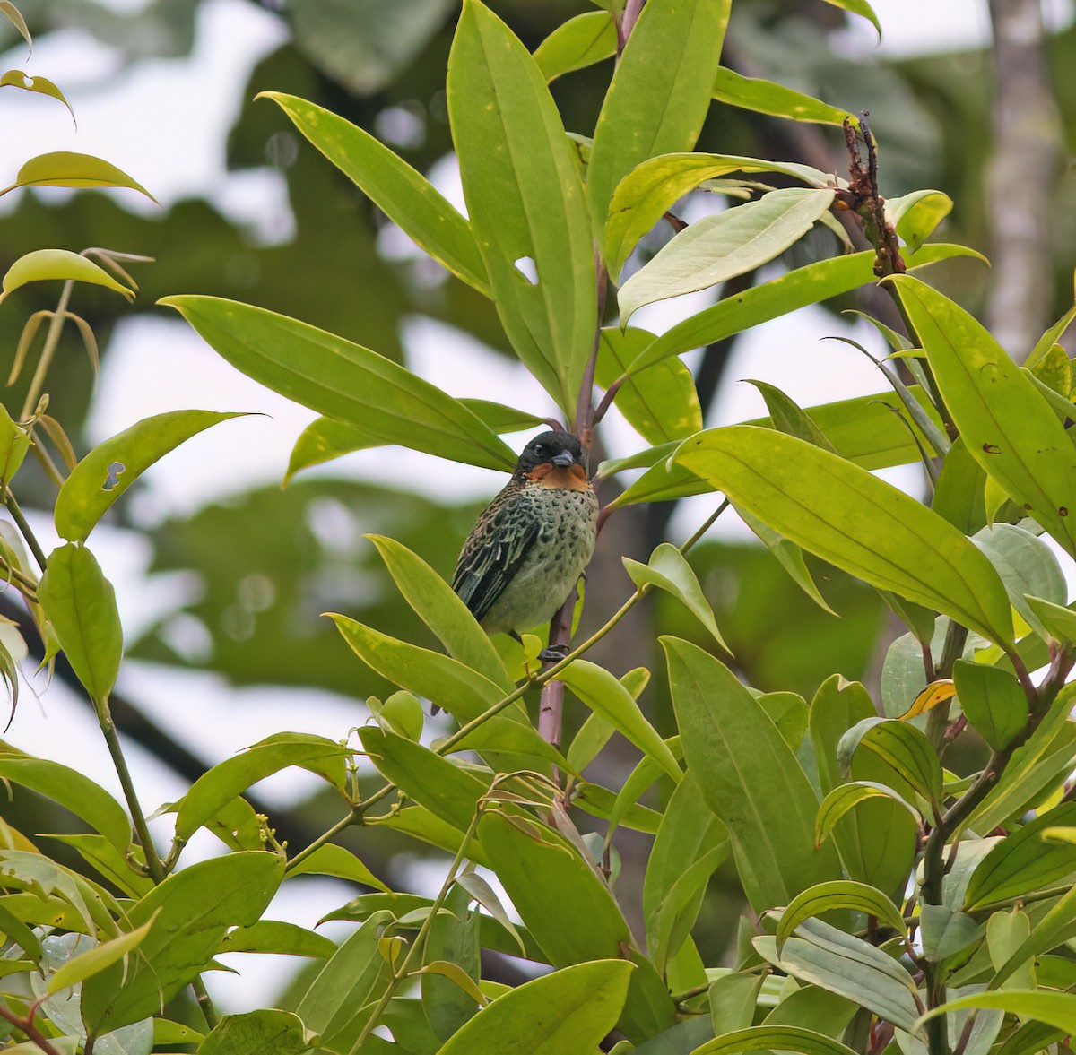 Rufous-throated Tanager - ML628785990