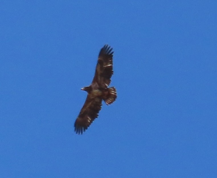 Bald Eagle - ML628786013