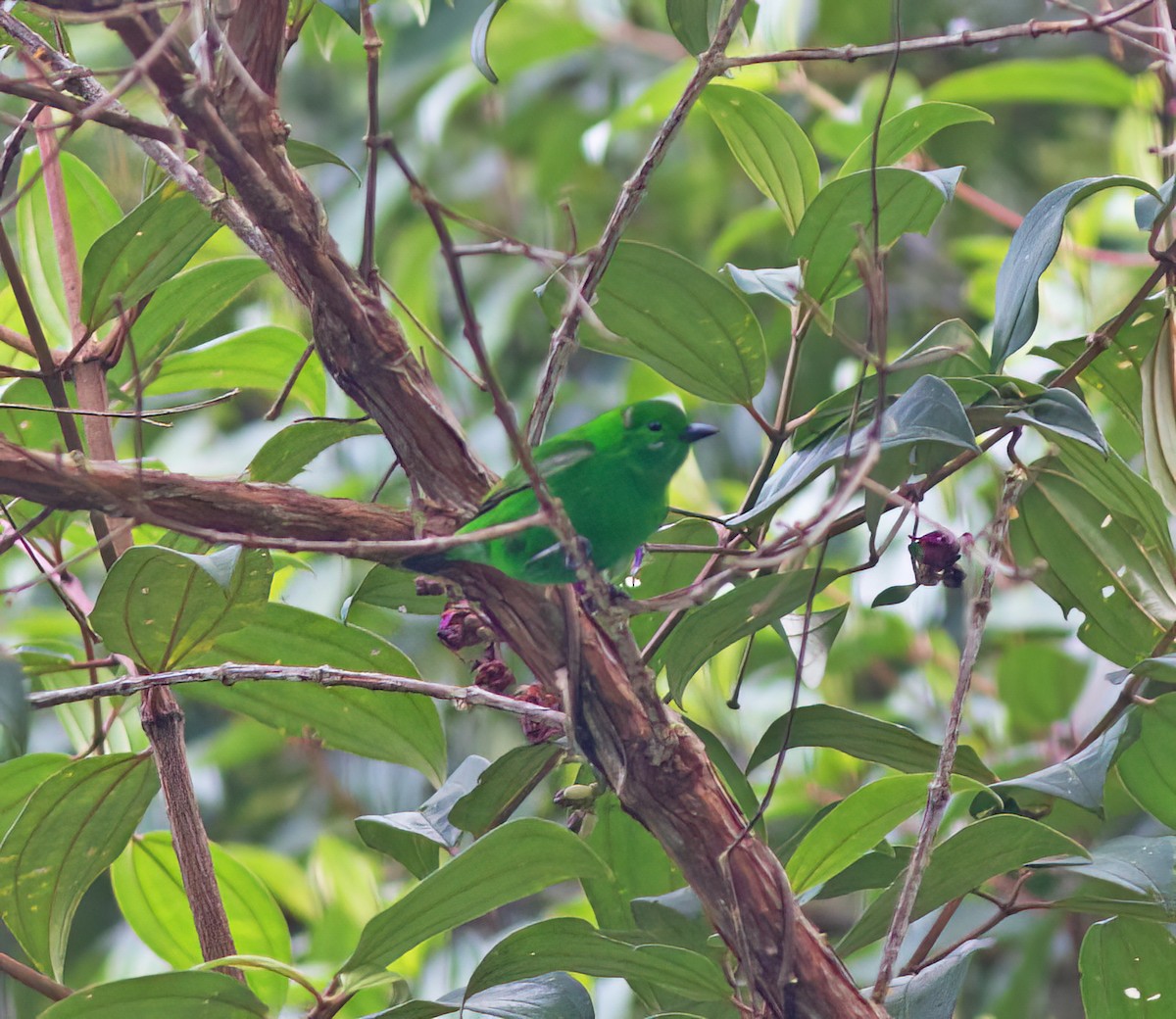 Glistening-green Tanager - ML628786020