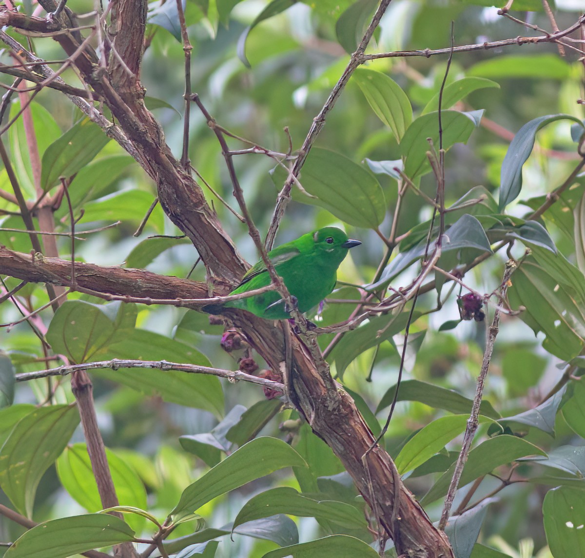 Glistening-green Tanager - ML628786021