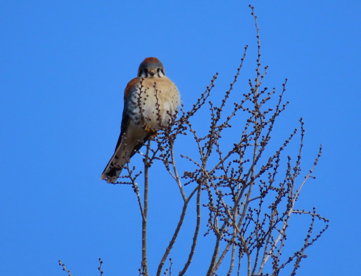 American Kestrel - ML628786027