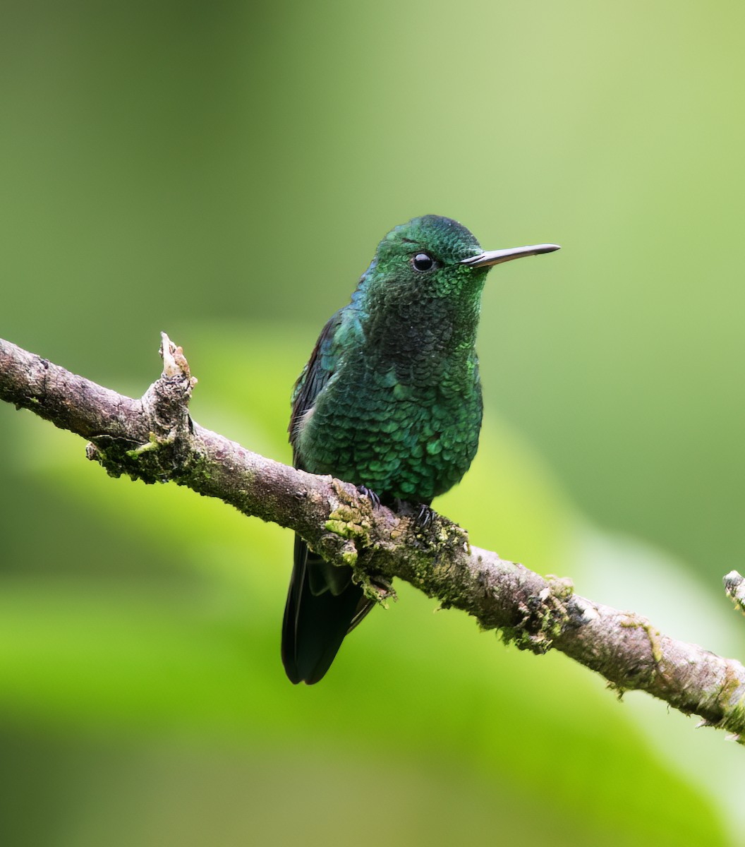 Steely-vented Hummingbird - ML628786051