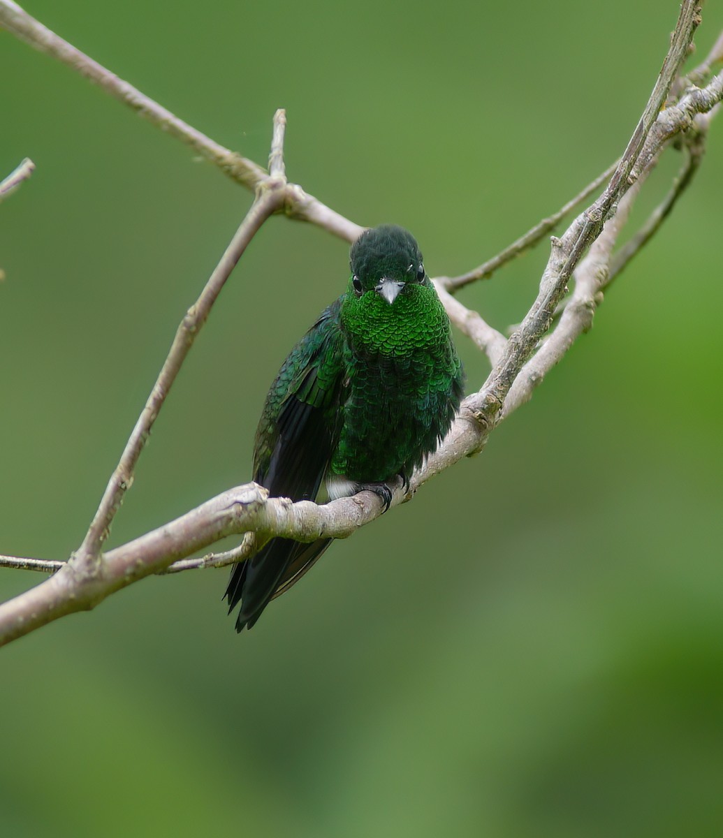 Steely-vented Hummingbird - ML628786052