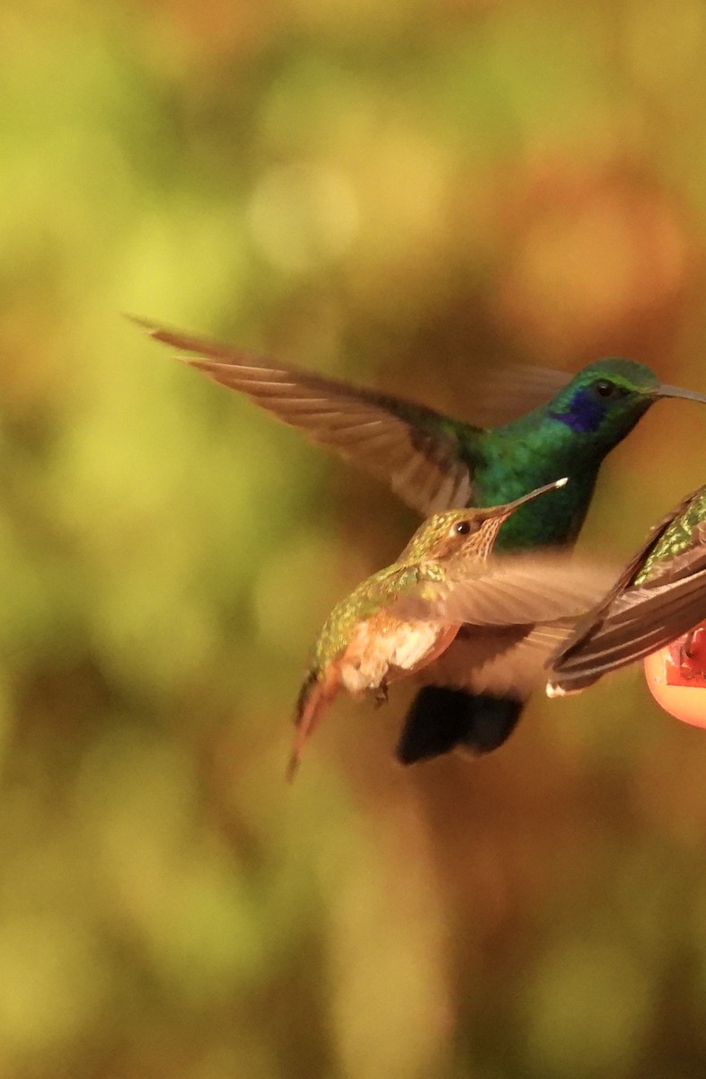 Volcano Hummingbird - ML628786066