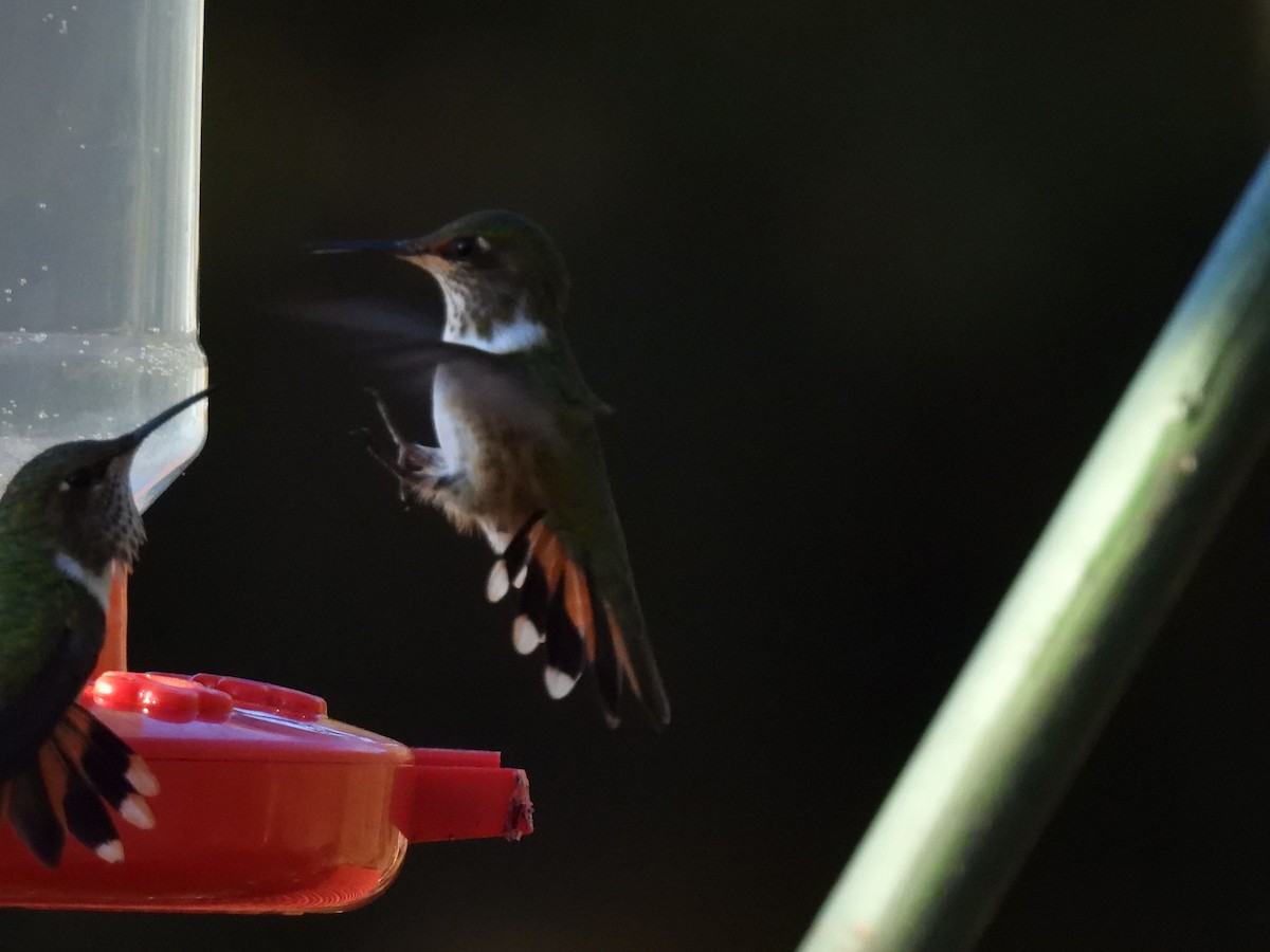 Volcano Hummingbird - ML628786067