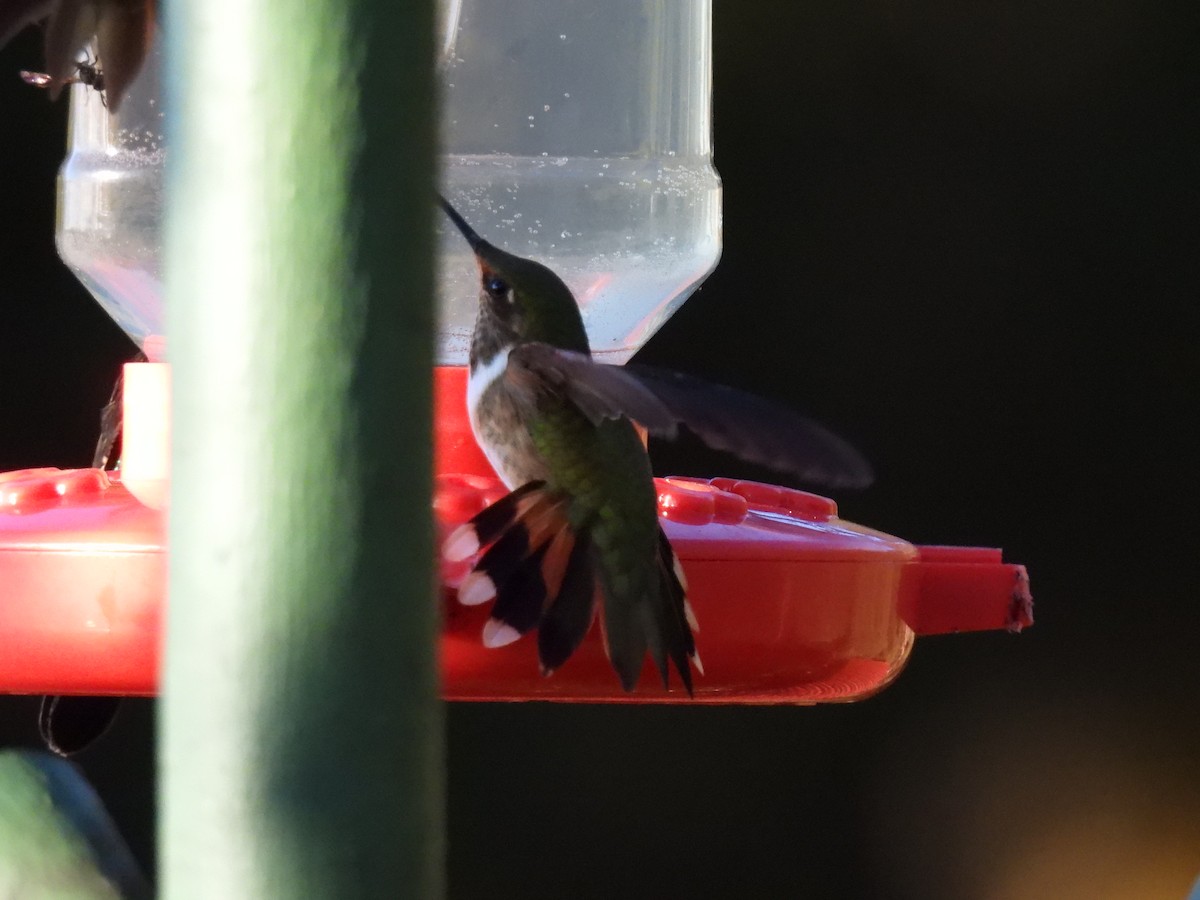 Volcano Hummingbird - ML628786068