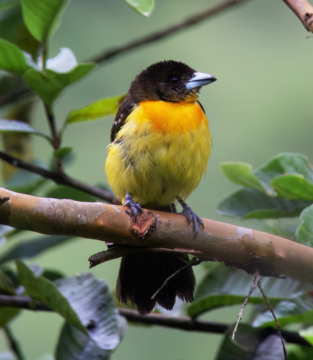 Flame-rumped Tanager - ML628786080