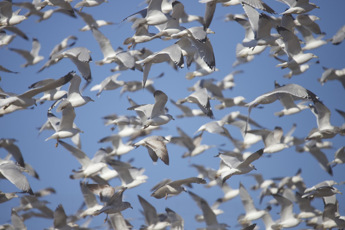 Ring-billed Gull - ML628786081
