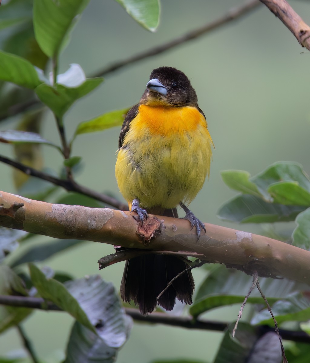 Flame-rumped Tanager - ML628786082