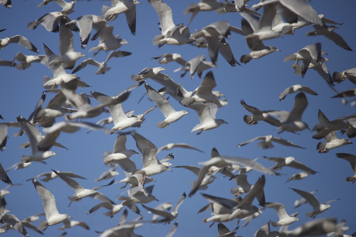 Ring-billed Gull - ML628786083