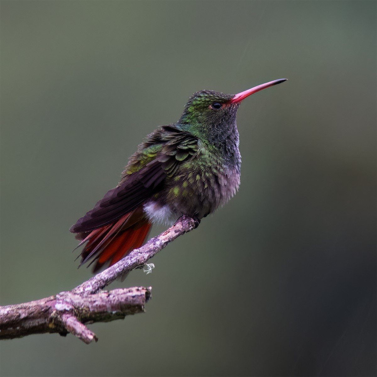 Rufous-tailed Hummingbird - ML628786121