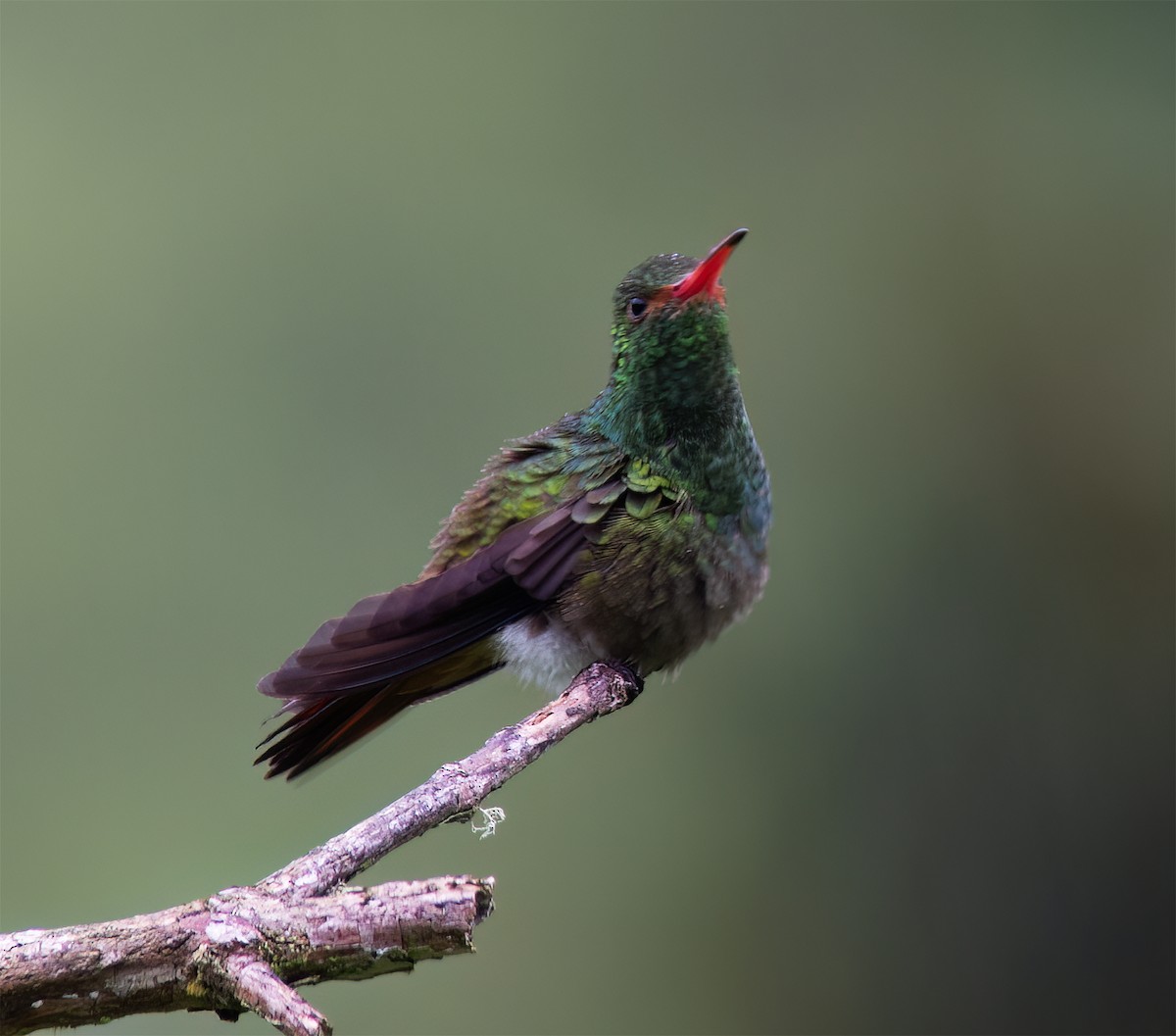 Rufous-tailed Hummingbird - ML628786122