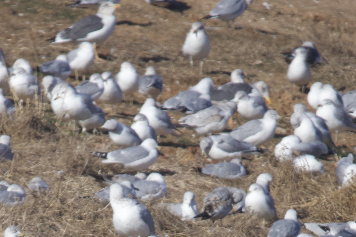 Lesser Black-backed Gull - ML628786139