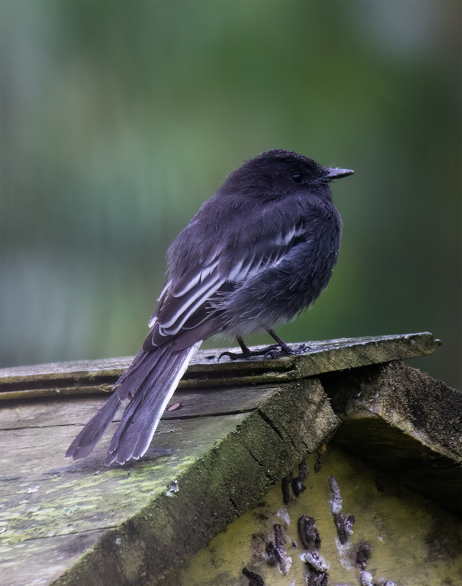 Black Phoebe - ML628786144