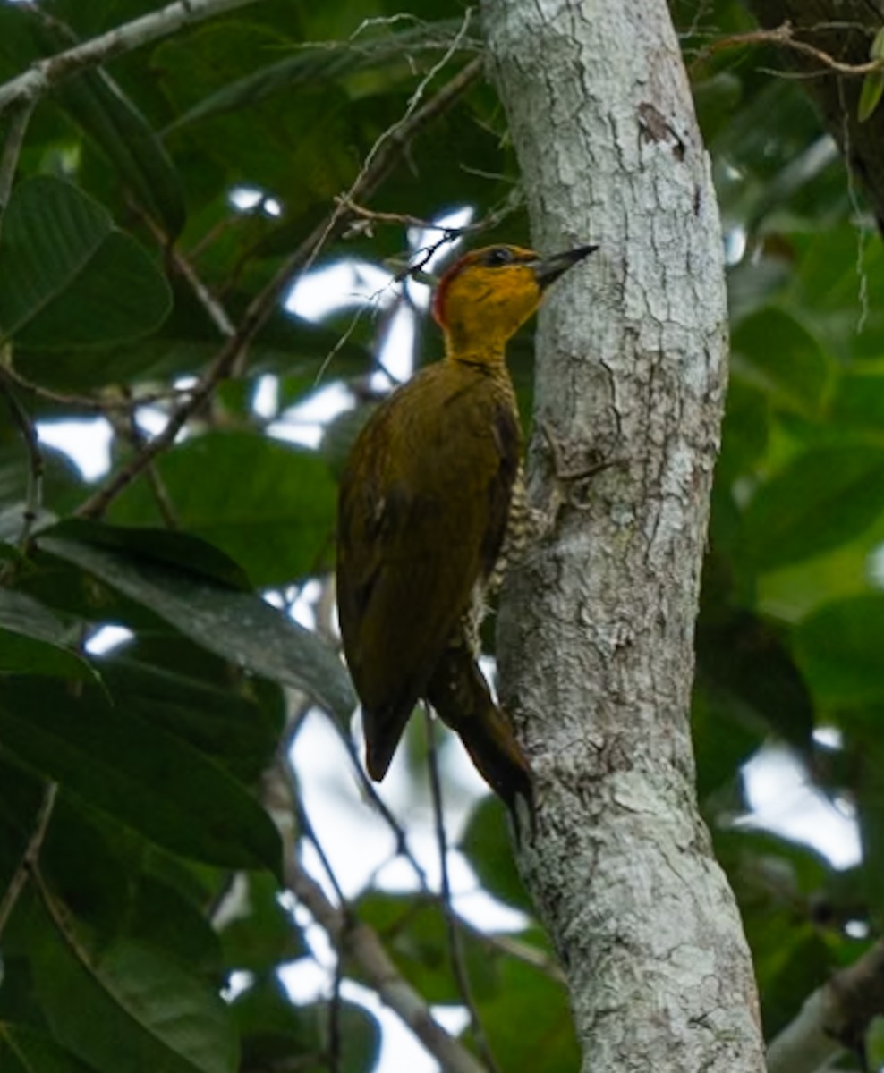 Yellow-throated Woodpecker - ML628786145